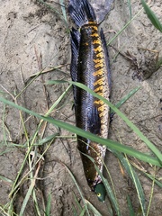 Channa striata