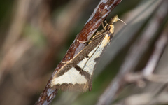 Diapatela semophanes