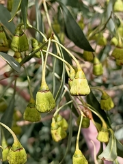 Codonocarpus cotinifolius