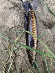 Channa striata