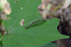 Xanthodes transversa