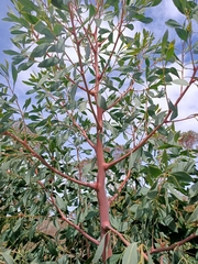 Codonocarpus cotinifolius
