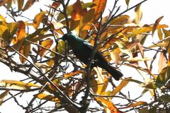 Cinnyris mariquensis