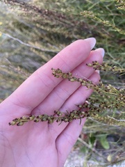 Artemisia salsoloides