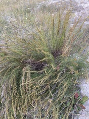 Artemisia salsoloides