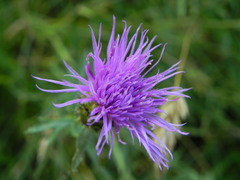 Centaurea ambigua