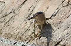 Nycticorax nycticorax