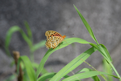 Argynnis hyperbius