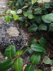Limulus polyphemus