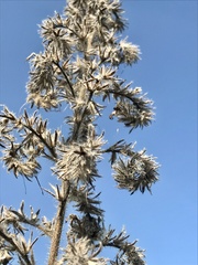 Echium vulgare