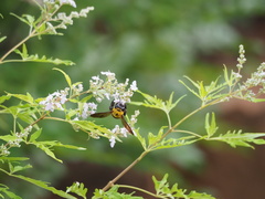 Xylocopa appendiculata