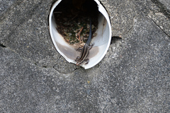 Plestiodon finitimus