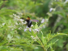Xylocopa appendiculata