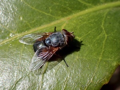 Calliphora