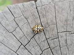 Cleobora mellyi