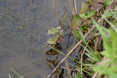 Orthetrum albistylum