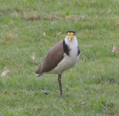 Vanellus miles novaehollandiae