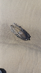 Callorhinchus milii