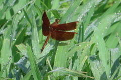 Neurothemis terminata