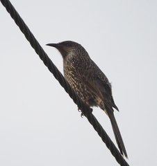 Anthochaera chrysoptera