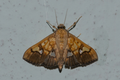 Nosophora semitritalis