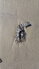 Callorhinchus milii