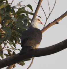 Columba leucomela