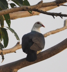 Columba leucomela