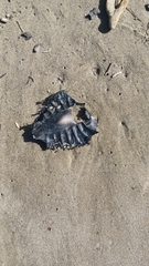 Callorhinchus milii