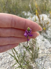 Polygala cretacea