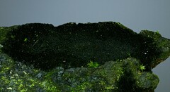 Chaetosphaerella phaeostroma