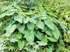Colocasia esculenta