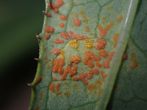 Coleosporium sonchi