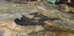 Chaetosphaerella phaeostroma