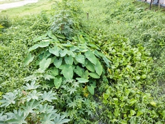 Colocasia esculenta