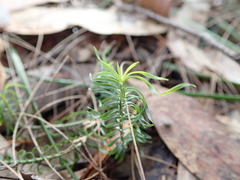 Lomandra obliqua