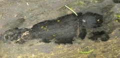 Chaetosphaerella phaeostroma