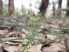 Lomandra obliqua
