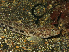 Gobius geniporus