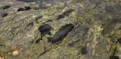 Chaetosphaerella phaeostroma