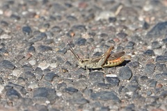 Chorthippus biguttulus