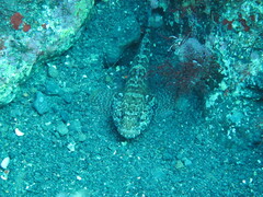 Gobius paganellus