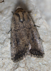 Nudorthodes variabilis