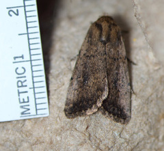 Nudorthodes variabilis