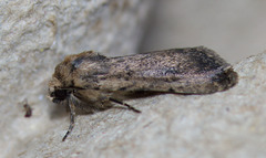 Nudorthodes variabilis