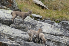 Capra ibex