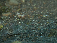 Gobius incognitus