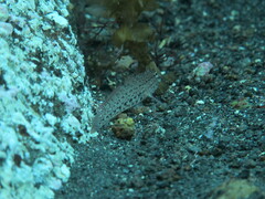 Gobius incognitus