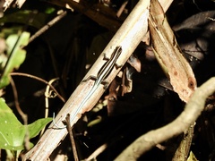 Emoia caeruleocauda