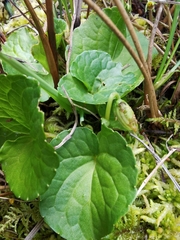 Viola palustris
